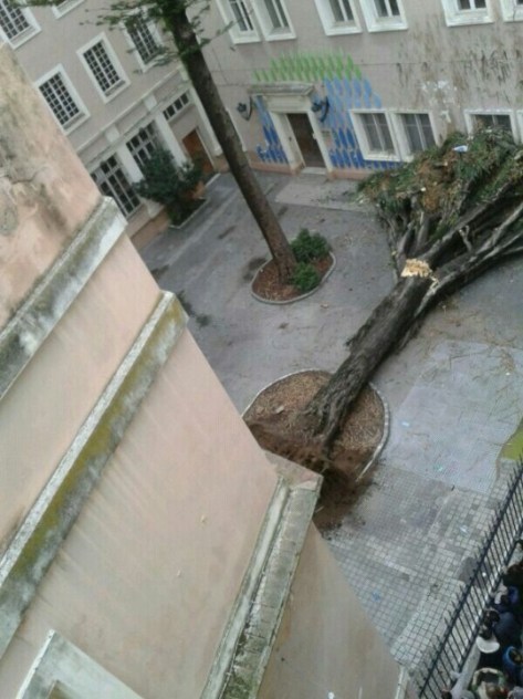 Drago tras su caida, desde la casa de Carlos Maira.