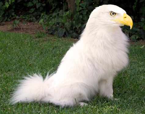 Pollopulpo 13-14. pixelnomicon.net