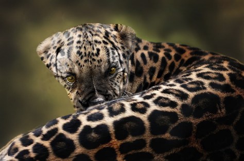 Pollopulpo 13-14. pixelnomicon.net