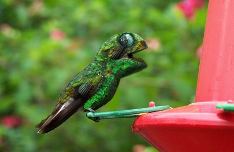 Pollopulpo 13-14. pixelnomicon.net