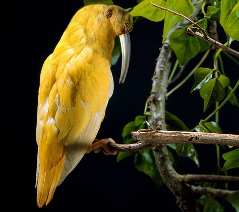 Pollopulpo 13-14. pixelnomicon.net