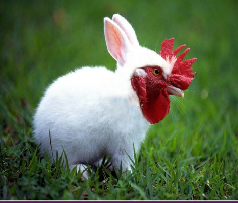 Pollopulpo 13-14. pixelnomicon.net