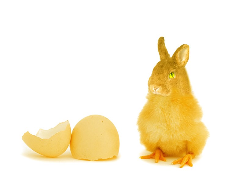 Pollopulpo 13-14. pixelnomicon.net