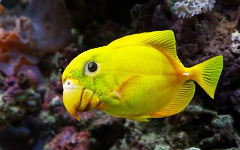 Pollopulpo 13-14. pixelnomicon.net